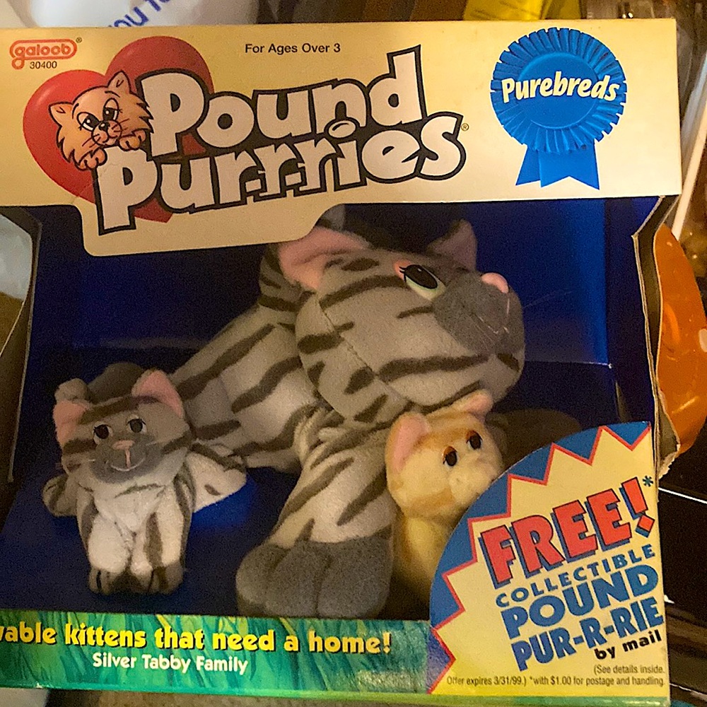 Pound Purdue’s silver tabby family